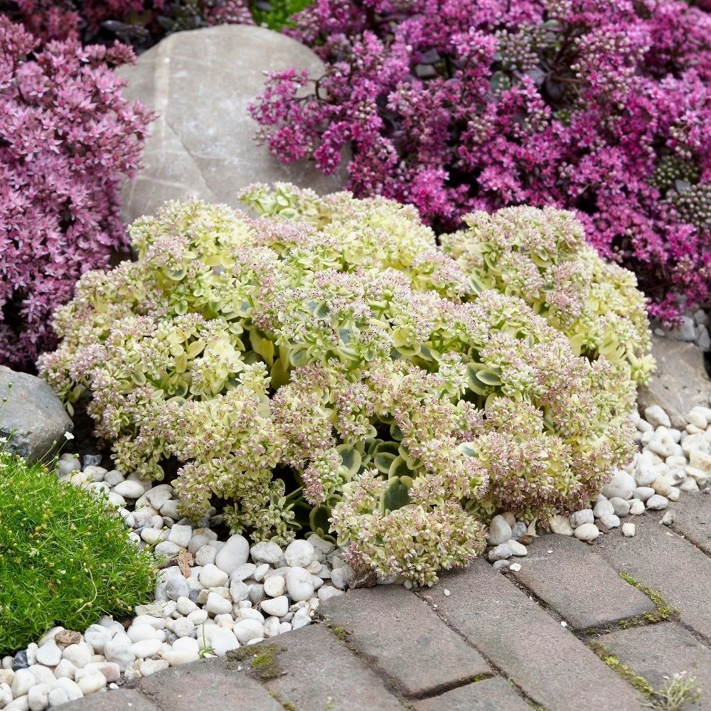 Hylotelephium 'Lime Twister' (PBR) (SunSparkler Series) 6 Hylotelephium 'Lime Twister' (PBR) (SunSparkler Series) - Image 4