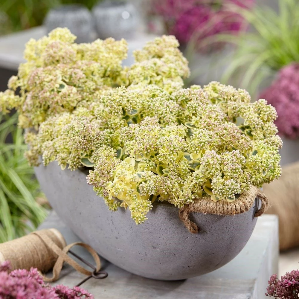 Hylotelephium 'Lime Twister' (PBR) (SunSparkler Series) 7 Hylotelephium 'Lime Twister' (PBR) (SunSparkler Series) - Image 5