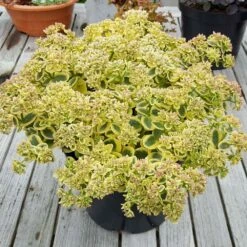 Hylotelephium 'Lime Twister' (PBR) (SunSparkler Series) 14 Hylotelephium 'Lime Twister' (PBR) (SunSparkler Series) -plant store pl2000028499 card7 lg