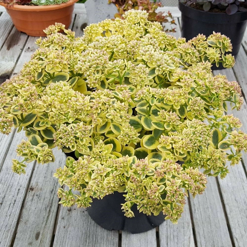 Hylotelephium 'Lime Twister' (PBR) (SunSparkler Series) 8 Hylotelephium 'Lime Twister' (PBR) (SunSparkler Series) - Image 6