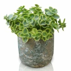 Hylotelephium 'Lime Twister' (PBR) (SunSparkler Series) 15 Hylotelephium 'Lime Twister' (PBR) (SunSparkler Series) -plant store pl2000028499 card8 lg