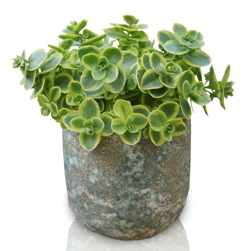 Hylotelephium 'Lime Twister' (PBR) (SunSparkler Series) 9 Hylotelephium 'Lime Twister' (PBR) (SunSparkler Series) - Image 7