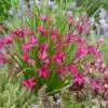 Rhodohypoxis 'Beverly' (PBR) -plant store pl2000028504