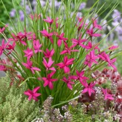 Rhodohypoxis 'Beverly' (PBR)