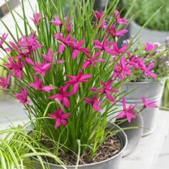 Rhodohypoxis 'Beverly' (PBR) -plant store pl2000028504 card3 lg