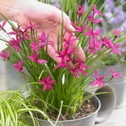 Rhodohypoxis 'Beverly' (PBR) -plant store pl2000028504 card4 lg