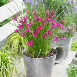 Rhodohypoxis 'Beverly' (PBR) -plant store pl2000028504 card5 lg