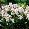 Bergenia 'Angel Kiss' (Dragonfly Series) -plant store pl2000028530