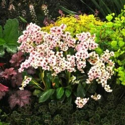 Bergenia 'Angel Kiss' (Dragonfly Series) 7 Bergenia 'Angel Kiss' (Dragonfly Series) -plant store pl2000028530 card3 lg