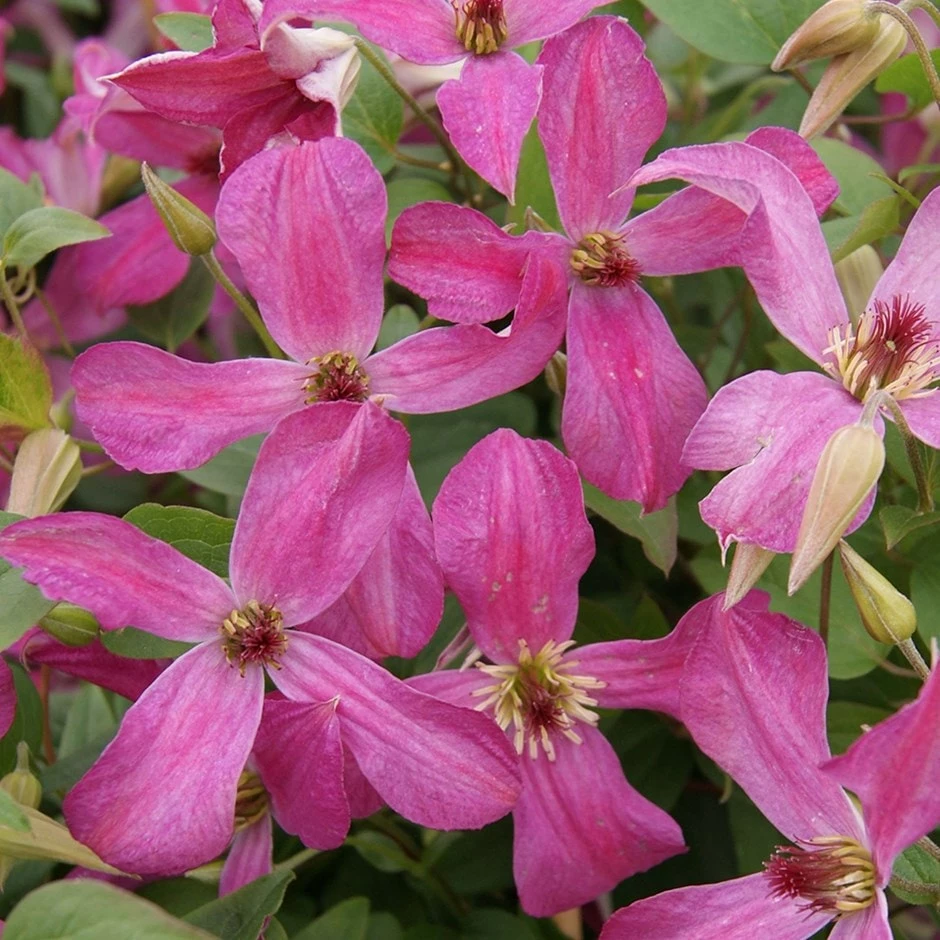 Clematis Wonderful ('Zo09073') (PBR) 3 Clematis Wonderful ('Zo09073') (PBR)