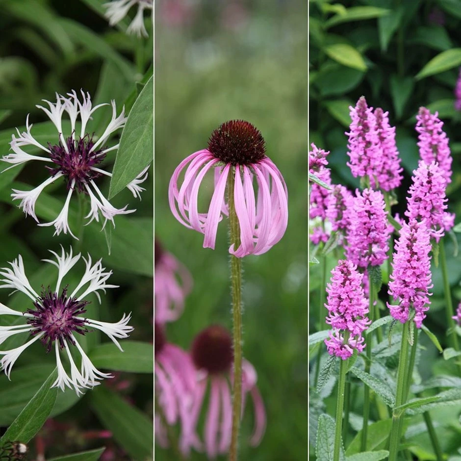 Piet Oudolf Pink & Purple Collection 3 Piet Oudolf Pink & Purple Collection