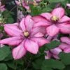 Clematis Paradiso ('Zo11154') (PBR) -plant store pl2000028748