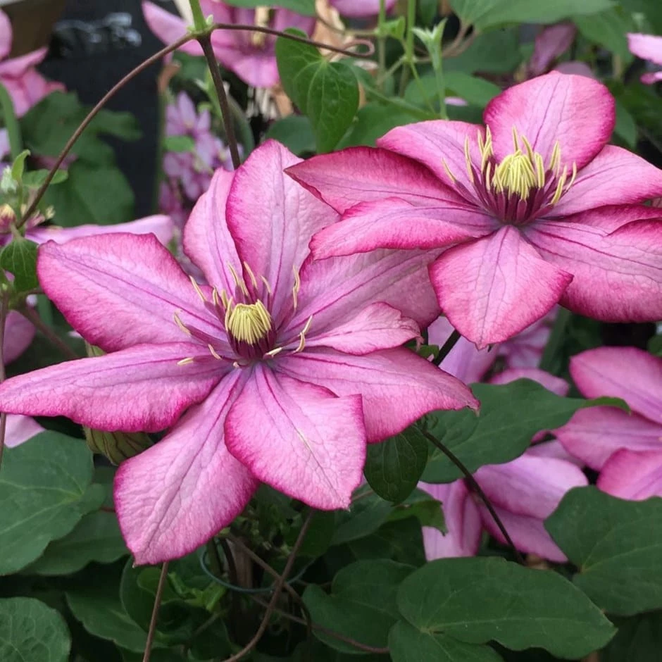 Clematis Paradiso ('Zo11154') (PBR) 3 Clematis Paradiso ('Zo11154') (PBR)