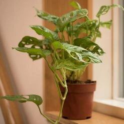 Monstera Adansonii 'Monkey Mask' -plant store pl2000028842 card3 lg