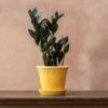 Zamioculcas Zamiifolia Raven ('Dowon') (PBR) -plant store pl2000028845