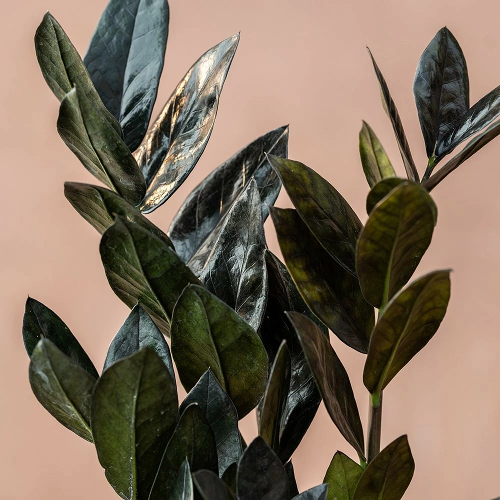 Zamioculcas Zamiifolia Raven ('Dowon') (PBR) 5 Zamioculcas Zamiifolia Raven ('Dowon') (PBR) - Image 3