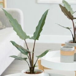 Alocasia Lauterbachiana
