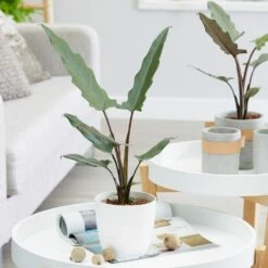 Alocasia Lauterbachiana 8 Alocasia Lauterbachiana -plant store pl2000030497 card3 lg