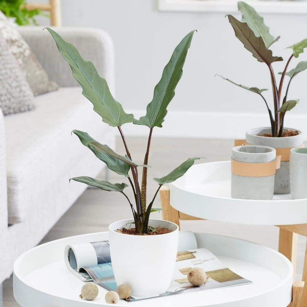 Alocasia Lauterbachiana 5 Alocasia Lauterbachiana - Image 3