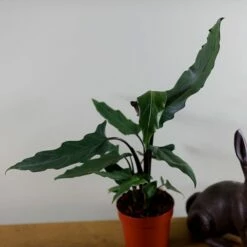 Alocasia Lauterbachiana 9 Alocasia Lauterbachiana -plant store pl2000030497 card4 lg