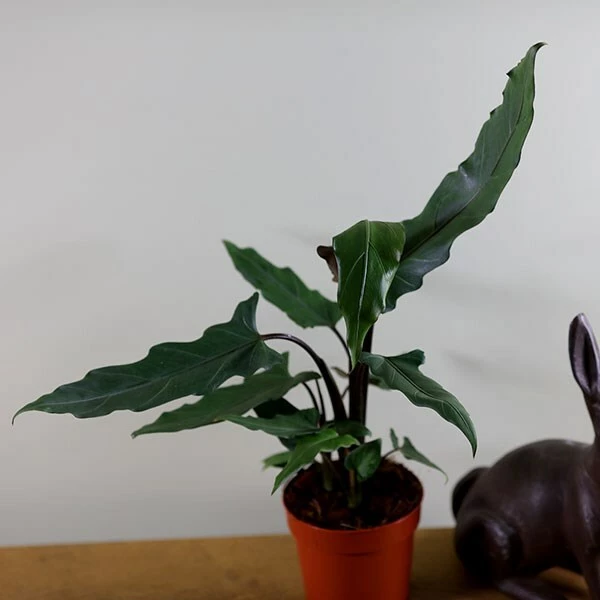 Alocasia Lauterbachiana 6 Alocasia Lauterbachiana - Image 4