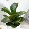 Ficus Lyrata 'Bambino' (PBR) -plant store pl2000030498