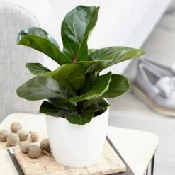 Ficus Lyrata 'Bambino' (PBR) -plant store pl2000030498 card3 lg