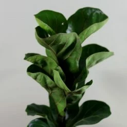 Ficus Lyrata 'Bambino' (PBR) -plant store pl2000030498 card4 lg