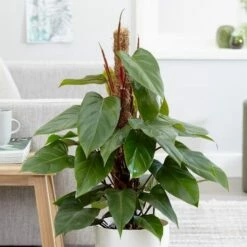 Philodendron Erubescens 'Red Emerald'