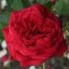 Rosa Loving Memory ('Korgund81') -plant store pl2000030583
