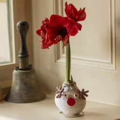 Wax Amaryllis 'Rudolph'