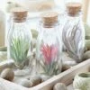 Air Plant In A Glass Bottle -plant store pl2000031726