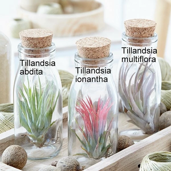 Air Plant In A Glass Bottle 4 Air Plant In A Glass Bottle - Image 2