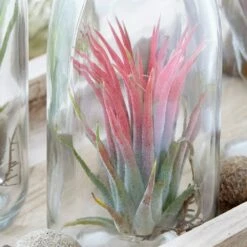 Air Plant In A Glass Bottle 9 Air Plant In A Glass Bottle -plant store pl2000031726 card3 lg