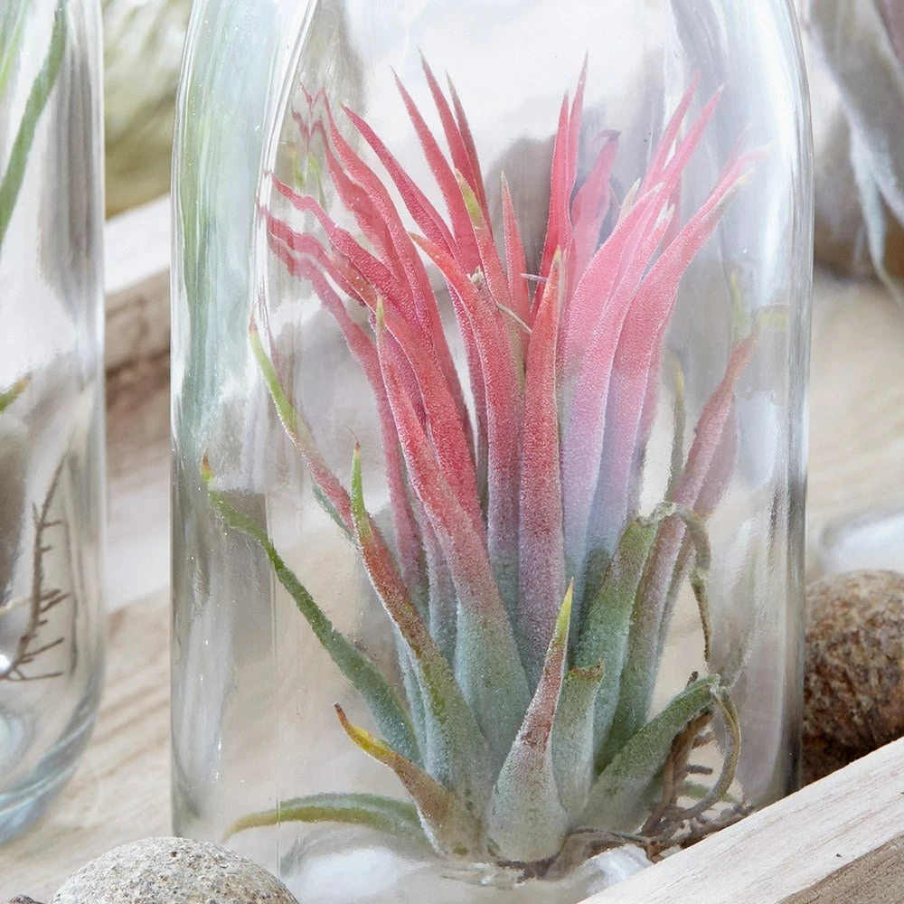 Air Plant In A Glass Bottle 5 Air Plant In A Glass Bottle - Image 3