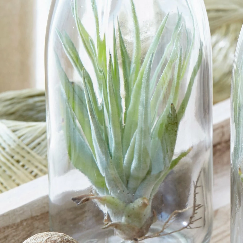 Air Plant In A Glass Bottle 7 Air Plant In A Glass Bottle - Image 5