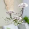 Hanging Jellyfish (air Plant) -plant store pl2000031728