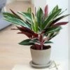 Stromanthe Sanguinea 'Triostar' (PBR) 1 Stromanthe Sanguinea 'Triostar' (PBR) -plant store pl2000031746