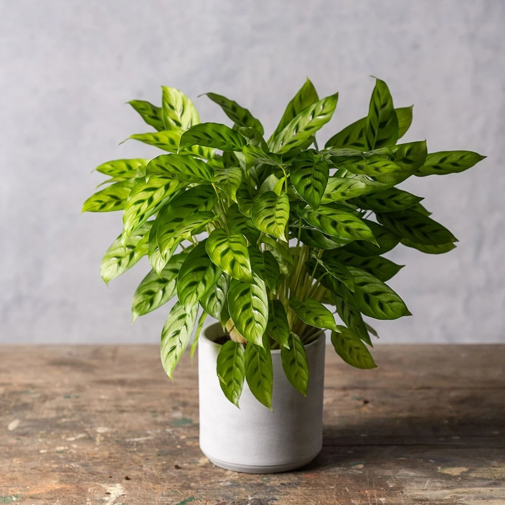 Goeppertia Concinna 4 Goeppertia Concinna - Image 2