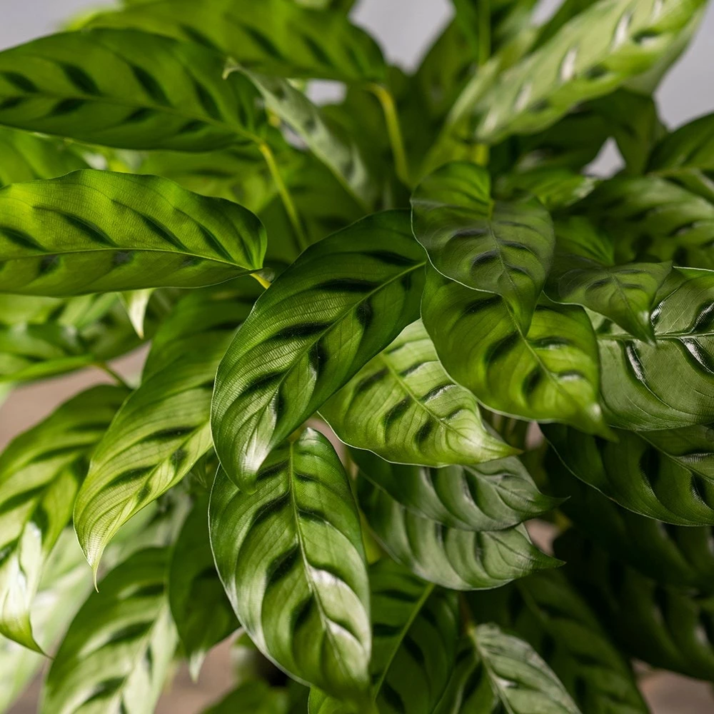 Goeppertia Concinna 6 Goeppertia Concinna - Image 4