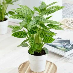 Goeppertia Concinna 11 Goeppertia Concinna -plant store pl2000031750 card5 lg