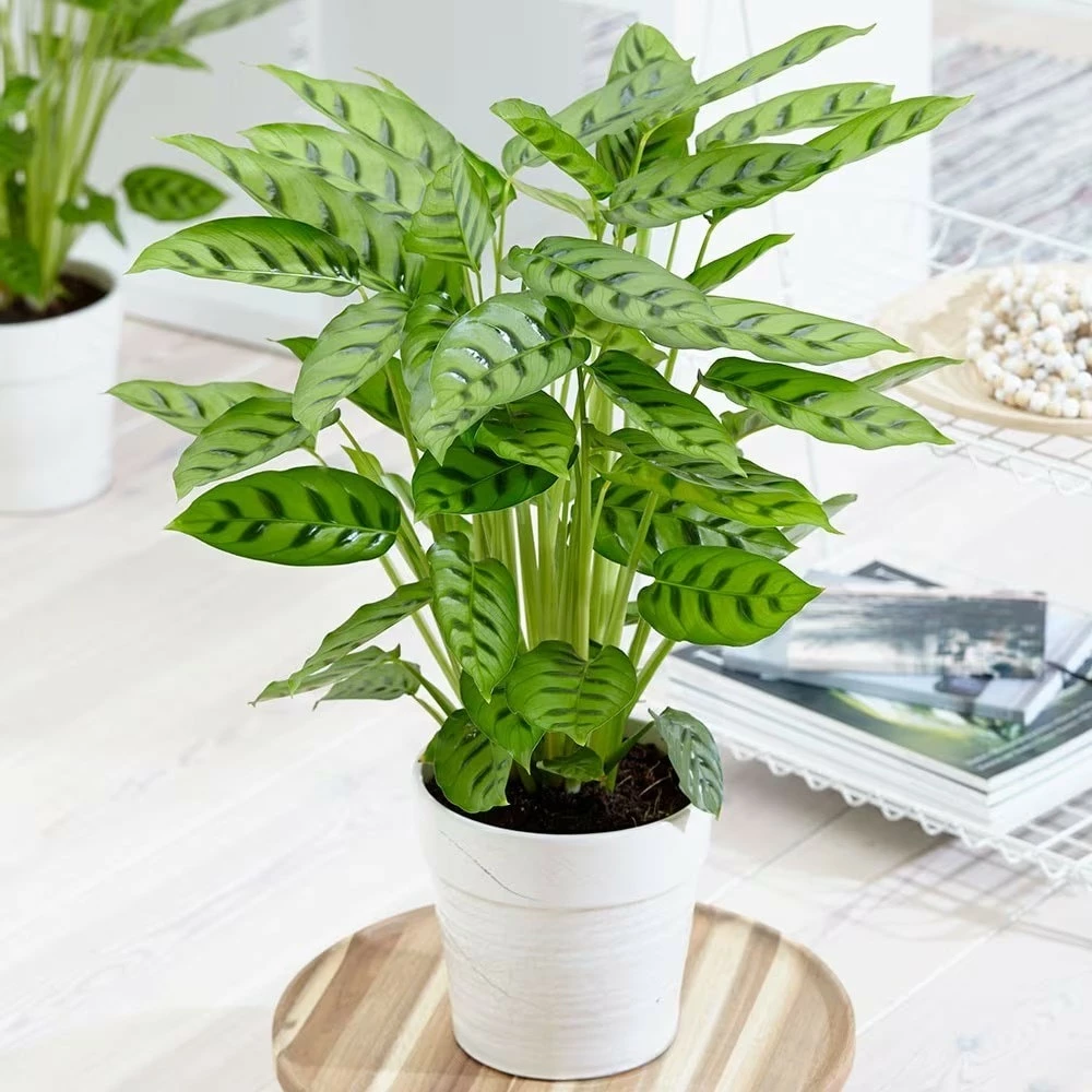 Goeppertia Concinna 7 Goeppertia Concinna - Image 5