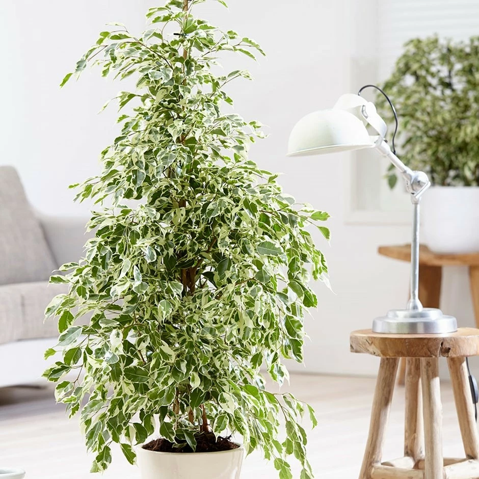 Ficus Benjamina 'Twilight' 3 Ficus Benjamina 'Twilight'