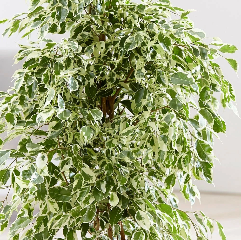 Ficus Benjamina 'Twilight' 4 Ficus Benjamina 'Twilight' - Image 2