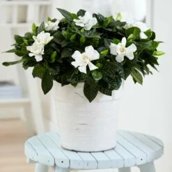 Gardenia Jasminoides