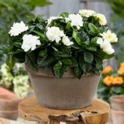 Gardenia Jasminoides -plant store pl2000031758 card4 lg