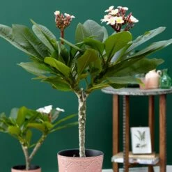 Plumeria Rubra Hawaiian Opal Pink ('Php2016') (PBR) 9 Plumeria Rubra Hawaiian Opal Pink ('Php2016') (PBR) -plant store pl2000031997 card3 lg