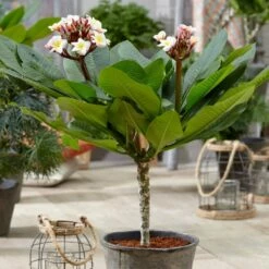 Plumeria Rubra Hawaiian Opal Pink ('Php2016') (PBR) 11 Plumeria Rubra Hawaiian Opal Pink ('Php2016') (PBR) -plant store pl2000031997 card5 lg