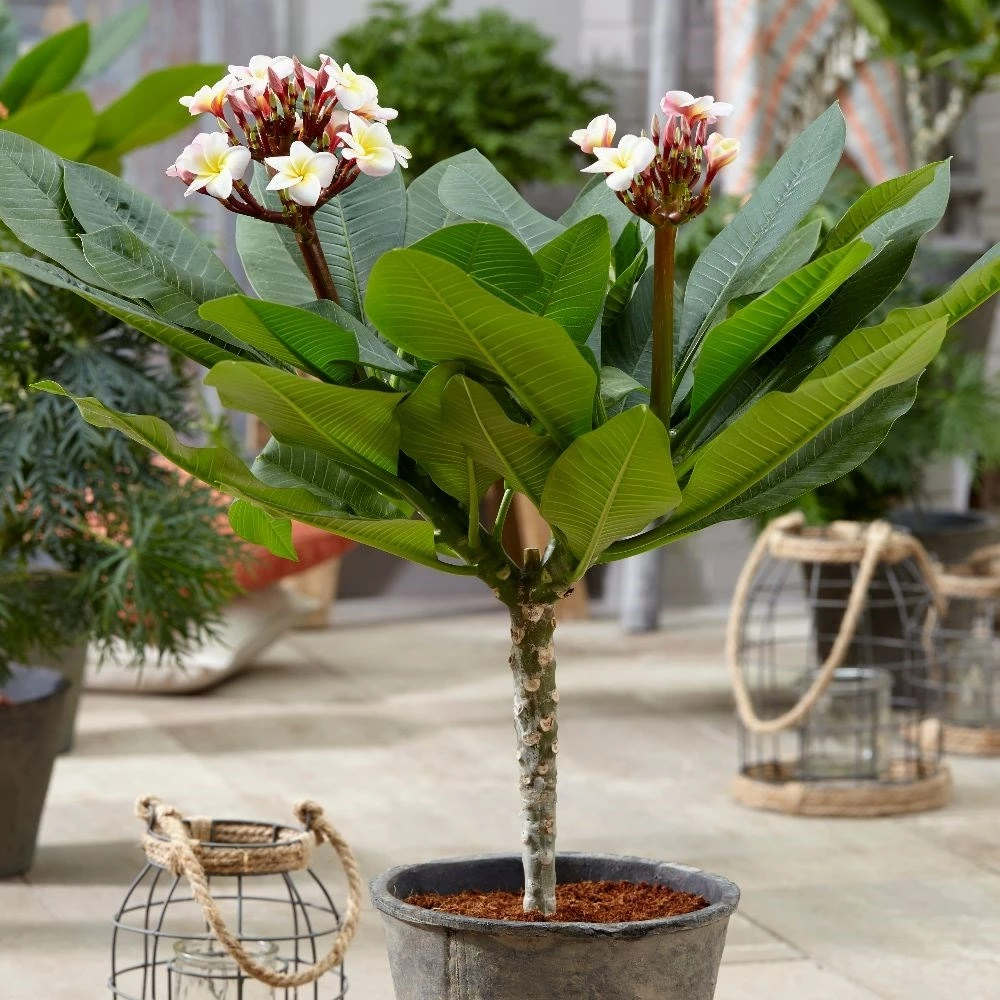 Plumeria Rubra Hawaiian Opal Pink ('Php2016') (PBR) 7 Plumeria Rubra Hawaiian Opal Pink ('Php2016') (PBR) - Image 5