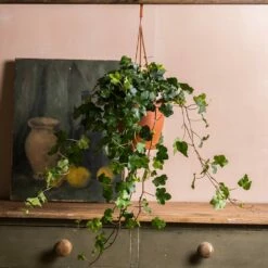 Hedera Helix 'Wonder' 7 Hedera Helix 'Wonder' -plant store pl2000032009 card3 lg